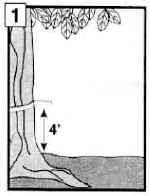 pointer1.jpg